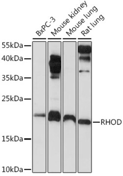 Invitrogen RhoD Polyclonal Antibody 100 &mu;L; Unconjugated:Antibodies,