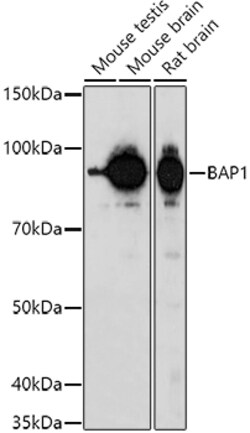 Invitrogen BAP1 Polyclonal Antibody 100 μL; Unconjugated:Antibodies,