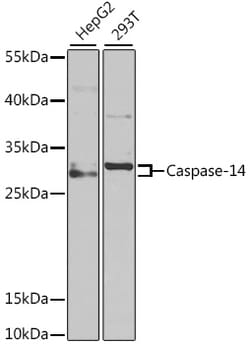 Invitrogen Caspase 14 Polyclonal Antibody 100 &mu;L; Unconjugated:Antibodies,