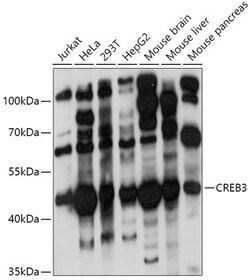 Invitrogen LZIP Polyclonal Antibody 100 μL; Unconjugated:Antibodies,