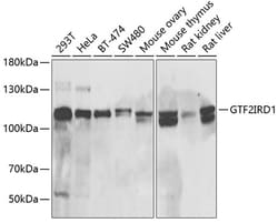 Invitrogen GTF2IRD1 Polyclonal Antibody 100 &mu;L; Unconjugated:Antibodies,