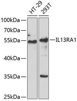 Invitrogen IL13RA1 Polyclonal Antibody 100 &mu;L | Buy Online | Invitrogen&trade; | Fisher Scientific