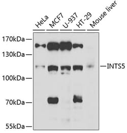 INTS5 Polyclonal Antibody:Antibodies, Polyclonal
