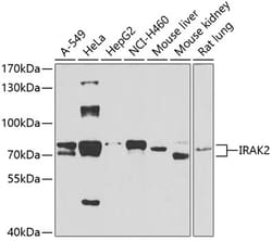 Invitrogen IRAK2 Polyclonal Antibody 100 &mu;L; Unconjugated:Antibodies,