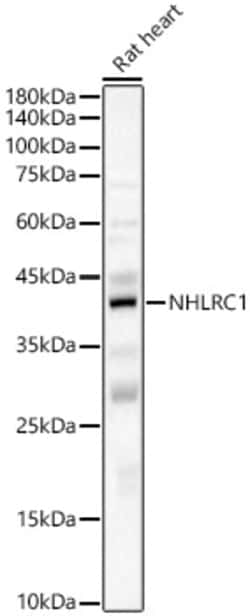 Invitrogen NHLRC1 Polyclonal Antibody 100 &mu;L; Unconjugated:Antibodies,