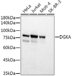 Invitrogen DGKA Polyclonal Antibody 100 &mu;L; Unconjugated:Antibodies,