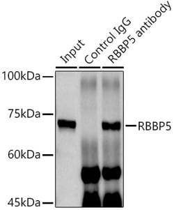 Invitrogen RBBP5 Polyclonal Antibody 100 μL; Unconjugated:Antibodies,