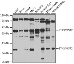 Invitrogen MST2 Polyclonal Antibody 100 &mu;L; Unconjugated:Antibodies,