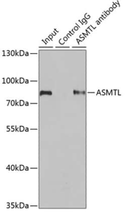 Invitrogen ASMTL Polyclonal Antibody 100 &mu;L; Unconjugated:Antibodies,