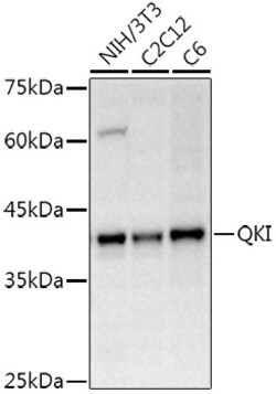 Invitrogen QKI Polyclonal Antibody 100 &mu;L; Unconjugated:Anticuerpos