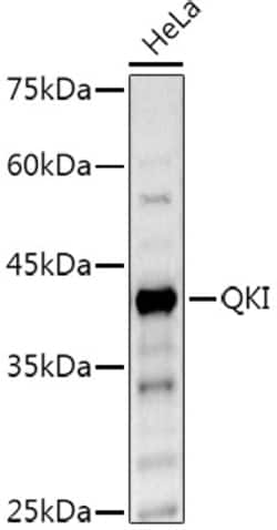 Invitrogen QKI Polyclonal Antibody 100 &mu;L; Unconjugated:Anticuerpos