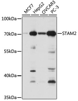 Invitrogen STAM2 Polyclonal Antibody 100 &mu;L; Unconjugated:Antibodies,