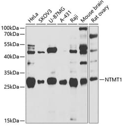 Invitrogen NTMT1 Polyclonal Antibody 100 &mu;L; Unconjugated:Antibodies,