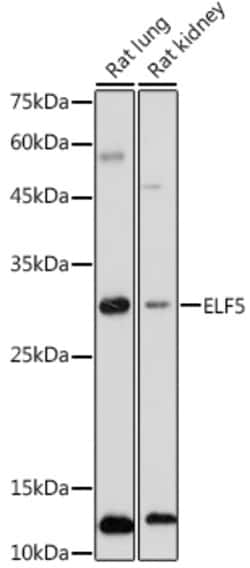 Invitrogen ELF5 Polyclonal Antibody 100 &mu;L; Unconjugated:Antibodies,