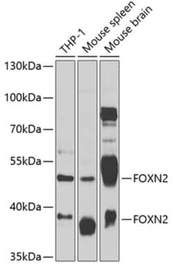 Invitrogen FOXN2 Polyclonal Antibody 100 &mu;L; Unconjugated:Antibodies,