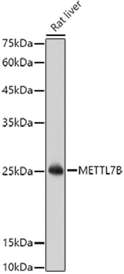 Invitrogen METTL7B Polyclonal Antibody 100 &mu;L; Unconjugated:Antibodies,