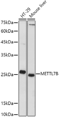 Invitrogen METTL7B Polyclonal Antibody 100 &mu;L; Unconjugated:Antibodies,