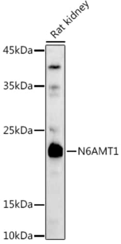 Invitrogen N6AMT1 Polyclonal Antibody 100 &mu;L; Unconjugated:Antibodies,