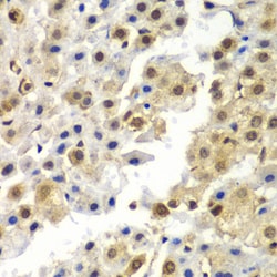 Invitrogen HnRNP Q Polyclonal Antibody 100 &mu;L; Unconjugated:Antibodies,