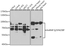Invitrogen HnRNP Q Polyclonal Antibody 100 &mu;L; Unconjugated:Antibodies,