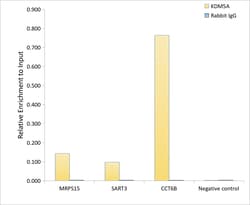 Invitrogen KDM5A Polyclonal Antibody 100 &mu;L; Unconjugated:Antibodies,