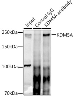 Invitrogen KDM5A Polyclonal Antibody 100 &mu;L; Unconjugated:Antibodies,