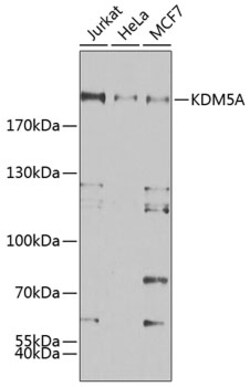 Invitrogen KDM5A Polyclonal Antibody 100 &mu;L; Unconjugated:Antibodies,