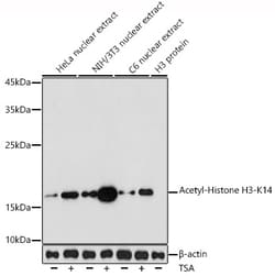 Invitrogen H3K14ac Polyclonal Antibody 100 &mu;L; Unconjugated:Antibodies,