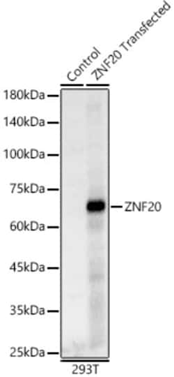 Invitrogen ZNF20 Polyclonal Antibody 100 &mu;L; Unconjugated:Antibodies,