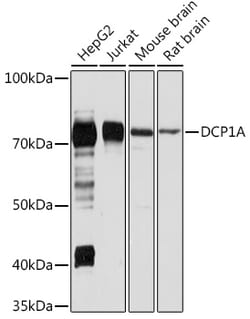 Invitrogen DCP1A Polyclonal Antibody 100 &mu;L; Unconjugated:Antibodies,
