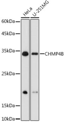 CHMP4B Polyclonal Antibody, Invitrogen 100 &mu;L; Unconjugated:Antibodies,