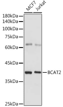 Invitrogen BCAT2 Polyclonal Antibody 100 &mu;L | Buy Online | Invitrogen&trade; | Fisher Scientific