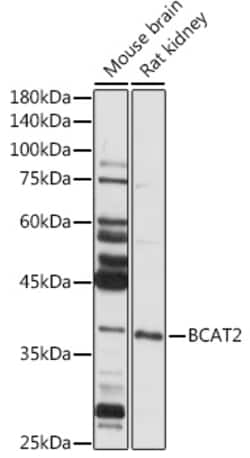 Invitrogen BCAT2 Polyclonal Antibody 100 &mu;L | Buy Online | Invitrogen&trade; | Fisher Scientific