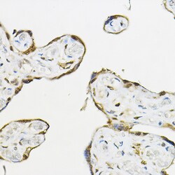 Invitrogen TEF5 Polyclonal Antibody 100 &mu;L; Unconjugated:Antibodies,
