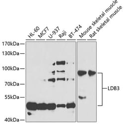 Invitrogen LDB3 Polyclonal Antibody 100 &mu;L | Buy Online | Invitrogen&trade; | Fisher Scientific