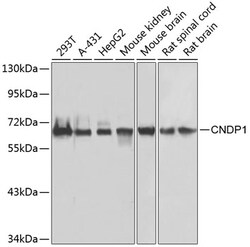 Invitrogen CNDP1 Polyclonal Antibody 100 &mu;L; Unconjugated:Antibodies,