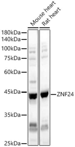 Invitrogen ZNF24 Polyclonal Antibody 100 &mu;L; Unconjugated:Antibodies,