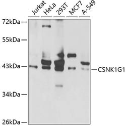 Invitrogen CK1 gamma-1 Polyclonal Antibody 100 &mu;L; Unconjugated:Antibodies,