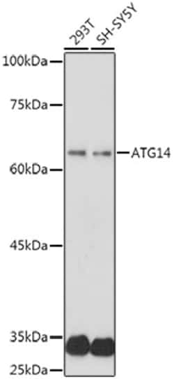 Invitrogen ATG14 Polyclonal Antibody 100 &mu;L; Unconjugated:Antibodies,