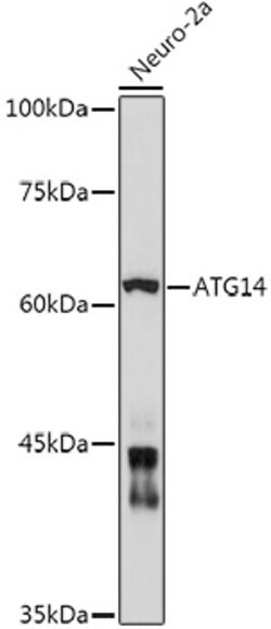 Invitrogen ATG14 Polyclonal Antibody 100 &mu;L; Unconjugated:Antibodies,