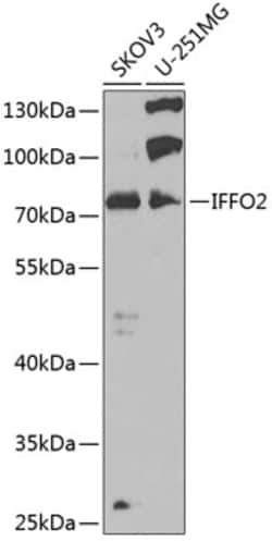 Invitrogen IFFO2 Polyclonal Antibody 100 &mu;L; Unconjugated:Antibodies,