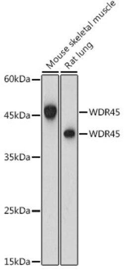 Invitrogen WDR45 Polyclonal Antibody 100 &mu;L | Buy Online | Invitrogen&trade; | Fisher Scientific