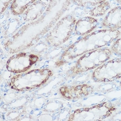 Invitrogen GluD1 Polyclonal Antibody 100 &mu;L; Unconjugated:Antibodies,
