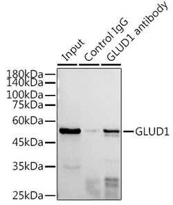 Invitrogen GluD1 Polyclonal Antibody 100 &mu;L; Unconjugated:Antibodies,
