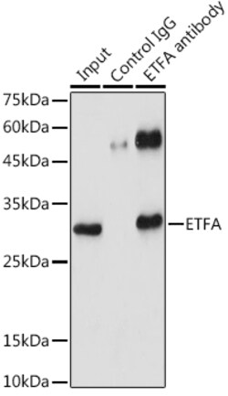 Invitrogen ETFA Polyclonal Antibody 100 &mu;L; Unconjugated:Antibodies,