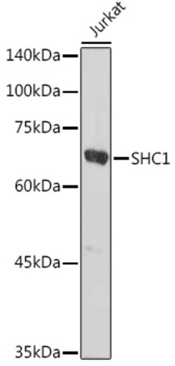 Invitrogen SHC Polyclonal Antibody 100 &mu;L; Unconjugated:Antibodies,