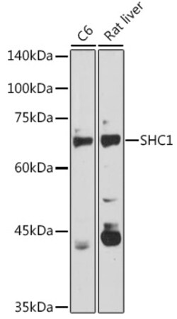 Invitrogen SHC Polyclonal Antibody 100 &mu;L; Unconjugated:Antibodies,