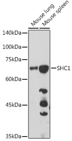 Invitrogen SHC Polyclonal Antibody 100 &mu;L; Unconjugated:Antibodies,