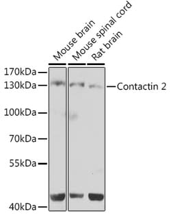 Invitrogen Contactin 2 Polyclonal Antibody 100 &mu;L; Unconjugated:Antibodies,