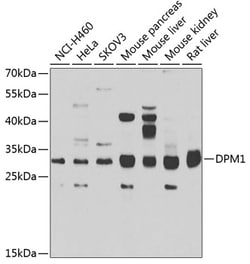 Invitrogen DPM1 Polyclonal Antibody 100 &mu;L; Unconjugated:Antibodies,
